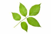 Sureau noir - feuille (Sambuscus nigra)